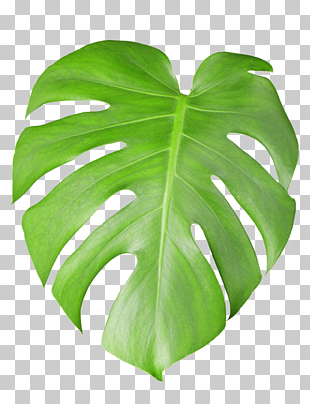 Swiss cheese plant Stock photography Leaf, Tropical plant leaves, green swiss cheese leaf PNG clipart