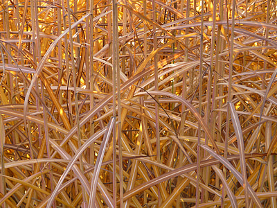 Miscanthus, Miscanthus Sinensis thumbnail