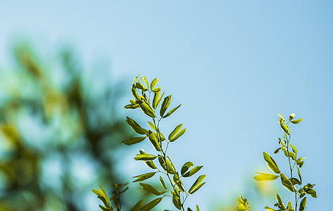 bokeh photography of green-leafed plant thumbnail