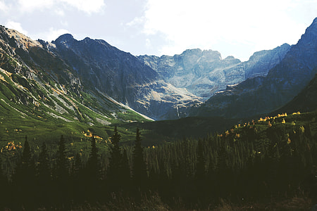 pine tree and mountain landscape photo thumbnail