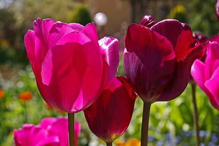 pink petaled flowers thumbnail