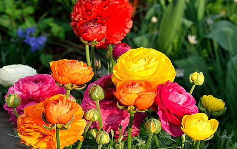 assorted-colored petaled flower near green grass thumbnail