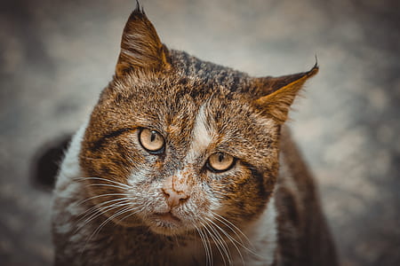 brown and white tabby cat thumbnail