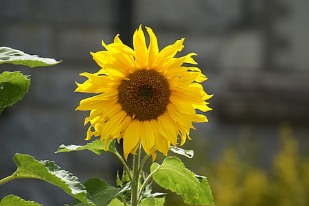 Yellow Sunflower thumbnail