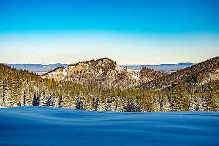pine trees near body of water thumbnail
