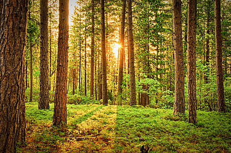 Green Trees thumbnail