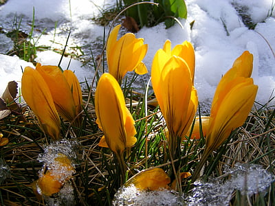 yellow petaled flowers thumbnail