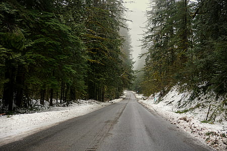 pine tree and asphalt road thumbnail