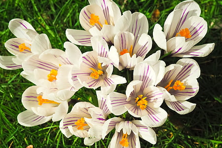 white and purple flower lot thumbnail