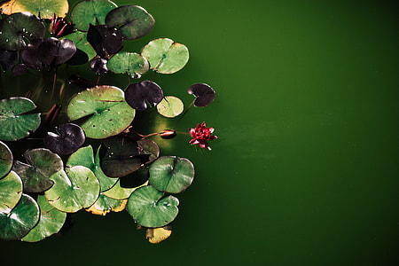 water lily on green body of water thumbnail