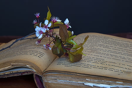 white periwinkle flower on opened book thumbnail