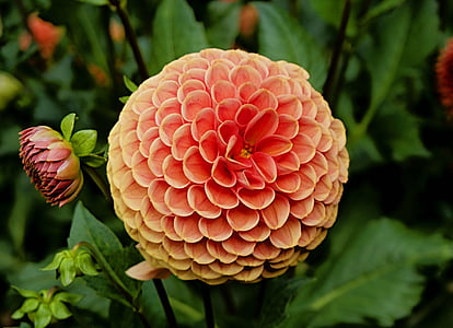 selective focus photography of orange-clustered flower thumbnail