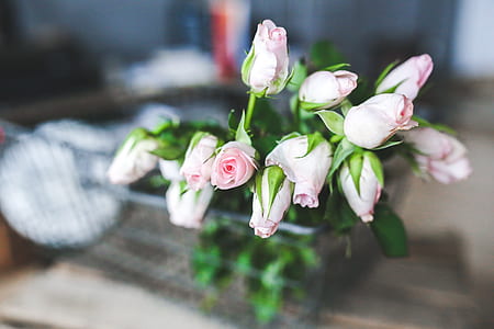 selective focus photography of pink rose flowers thumbnail