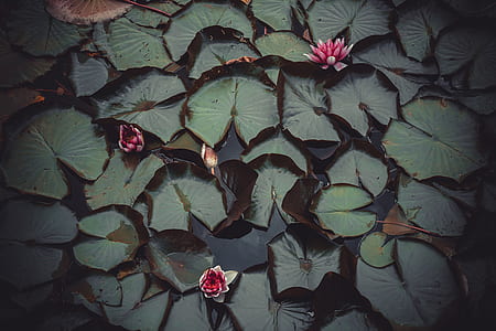 water lily flower thumbnail