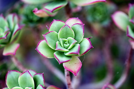 selective focus photography of green succulent thumbnail