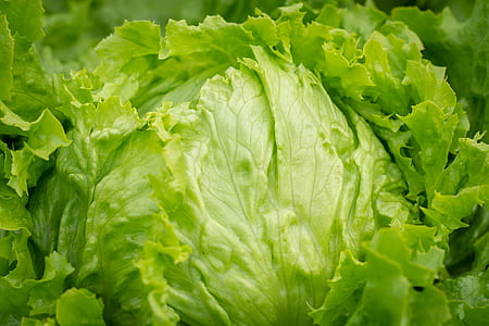 selective focus photo of cabbage thumbnail