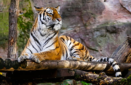 animal, tiger, jungle, safari thumbnail