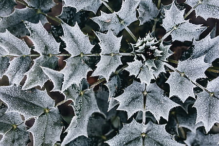 Detail of leaves covered in frost thumbnail