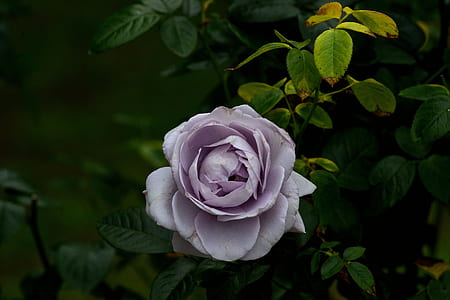 selective focus photography of purple rose flower thumbnail