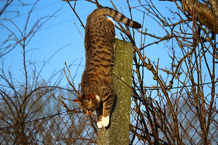orange tabby cat climbing on gray post thumbnail