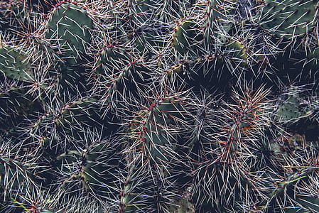 gray and green cactus thumbnail