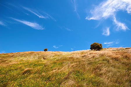 green trees in middle of grass field thumbnail