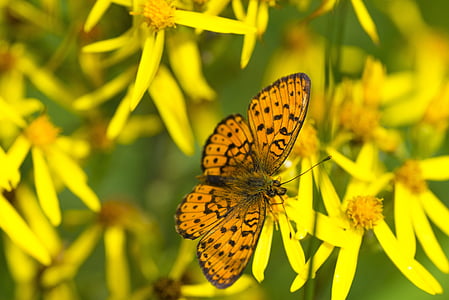 black and brown butterfly on yellow petal flower thumbnail
