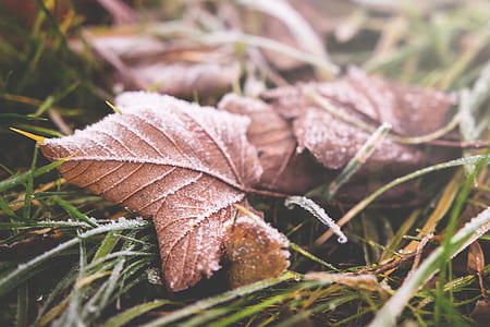 light, nature, grass, park thumbnail