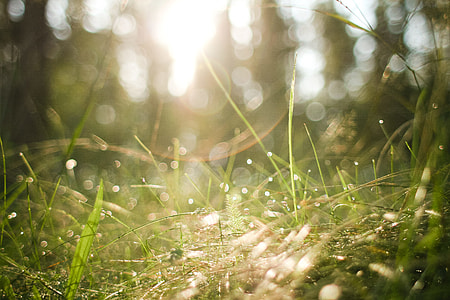 Morning Forest Grass thumbnail
