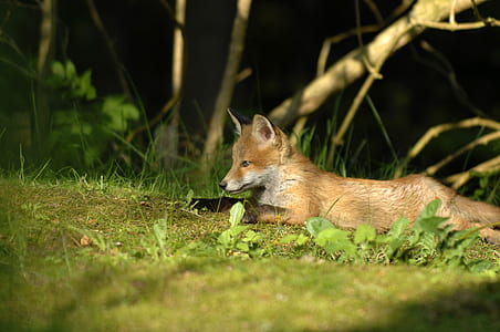 brown fox lying on green grass thumbnail