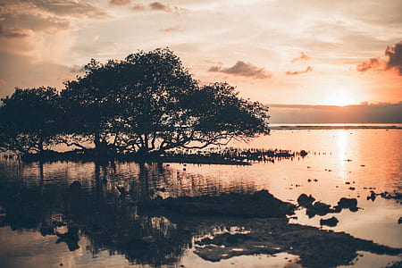 tree with body of water during golden hour thumbnail