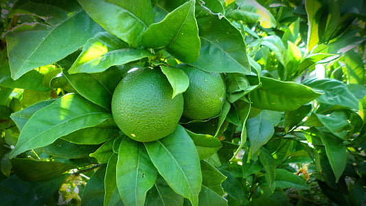 close-up of lemons thumbnail