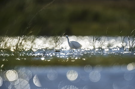 white swan on water during daytime thumbnail