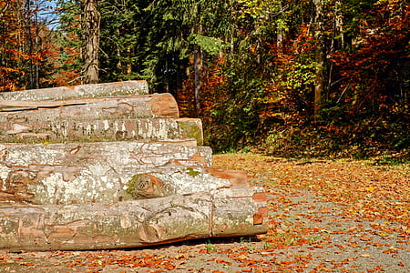 pile of log in the forest during daytime thumbnail