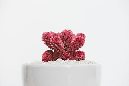 white potted red cactus plant thumbnail