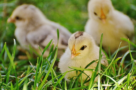 three beige chicks on grasses thumbnail