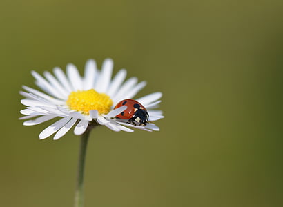 red ladybug on daisy flower thumbnail