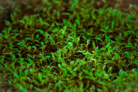 Green Grass in Tilt Shift Lens Photography thumbnail