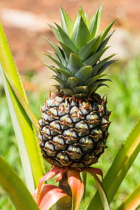 green pineapple fruit thumbnail