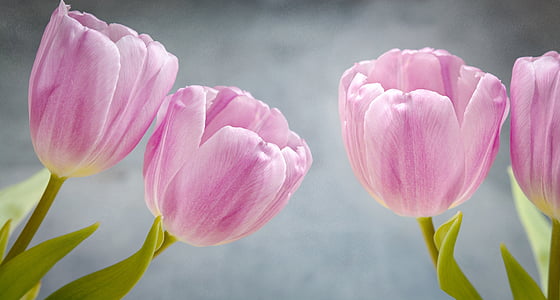 macro photography of pink flowers thumbnail