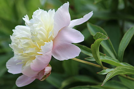 white and pink peony flower selective focus photography thumbnail