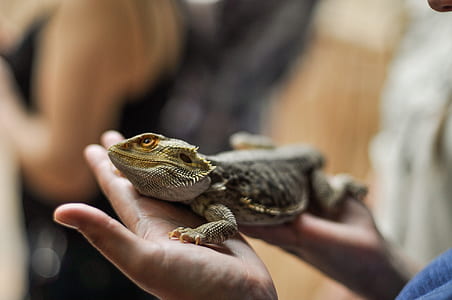 person holding gray bearded dragon thumbnail