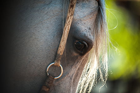 close-up photo of horse head thumbnail