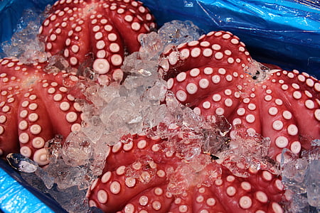 red sea animal thumbnail