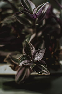 Green and Purple Plant thumbnail
