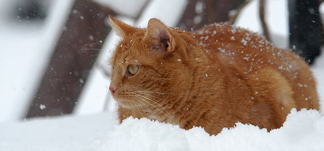 brown fur cat on snow during daytime thumbnail