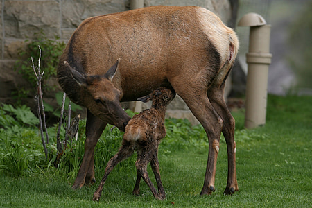 two brown animals thumbnail