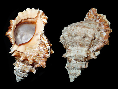 two brown sea shells thumbnail