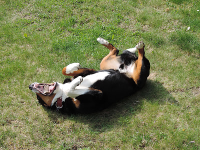 Appenzell Mountain Dog, Animal thumbnail