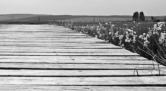 grayscale photography of wooden dock beside iris flowers across field thumbnail